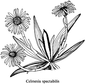 Celmisia spectabilis