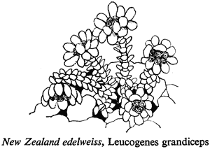 New Zealand edelweiss, Leucogenes grandiceps