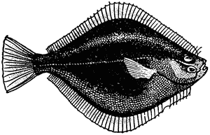 Flounder, or flatfish, Rhombosolea genus