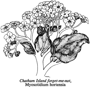 Chatham Island forget-me-not, Myosotidium hortensia