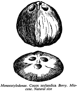 Monocotyledonae. Cocos zealandica Berry. Miocene. Natural size