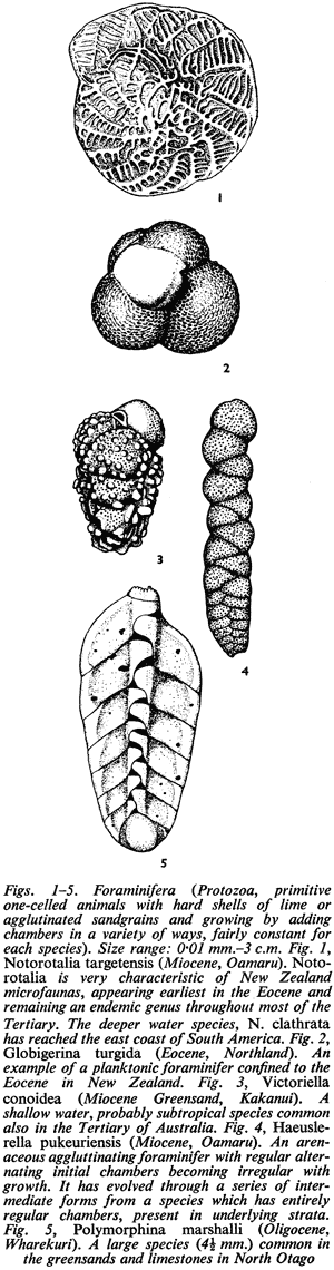 Figs. 1–5. Foraminifera (Protozoa, primitive one-celled animals with hard shells of lime or agglutinated sandgrains and growing by adding chambers in a variety of ways, fairly constant for each species). Size range: 0.01 mm.-3 c.m. Fig. 1, Notorotalia tar