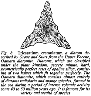 Fig. 8. Triceratium crenulatum a diatom described by Grove and Sturt from the Upper Eocene, Oamaru diatomite. Diatoms, which are classified under the plant kingdom, secrete minute, hard, geometrically perfect tests of opaline silica, consisting of two hal