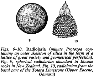 Figs. 9–10. Radiolaria (minute Protozoa containing an outer skeleton of silica in the form of a lattice of great variety and geometrical perfection). Fig. 9, spherical radiolarian abundant in Eocene rocks in New Zealand. Fig. 10, radiolarian from the basa