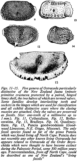Figs. 11–15. Five genera of Ostracoda particularly distinctive of the New Zealand fauna (minute primitive crustacea protected by a paired, hinged limey shell, the two halves of which are termed valves. Some families develop interlocking teeth and sockets 
