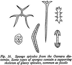 Fig. 16. Sponge spicules from the Oamaru diatomite. Some types of sponges contain a supporting skeleton of glassy spicules, common as fossils