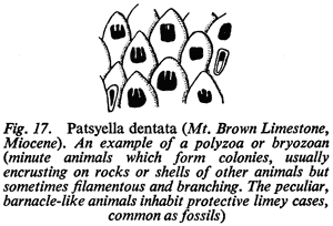 Fig. 17. Patsyella dentata (Mt. Brown Limestone, Miocene). An example of a polyzoa or bryozoan (minute animals which form colonies, usually encrusting on rocks or shells of other animals but sometimes filamentous and branching. The peculiar, barnacle-like