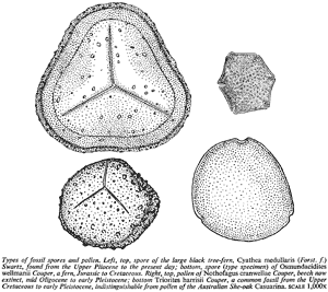 Types of fossil spores and pollen. Left, top, spore of the large black tree-fern, Cyathea medullaris (Forst. f.) Swartz, found from the Upper Pliocene to the present day; bottom, spore (type specimen) of Osmundacidites wellmanii Couper, a fern, Jurassic t