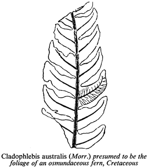 Cladophlebis australis (Morr.) presumed to be the foliage of an osmundaceous fern, Cretaceous