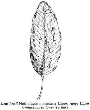 Leaf fossil Nothofagus ninnisiana Unger, range Upper Cretaceous to lower Tertiary