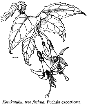 Kotukutuku, tree fuchsia, Fuchsia excorticata