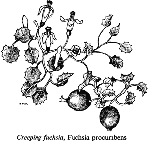 Creeping fuchsia, Fuchsia procumbens