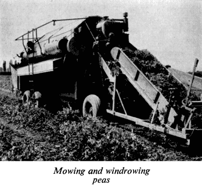 Mowing and windrowing peas