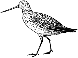 Bar-tailed godwit, of the orderCharadriiformes