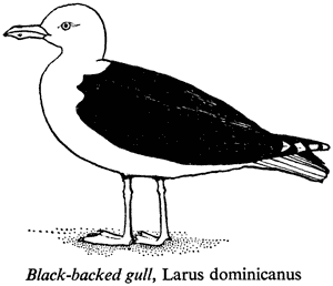 Black-backed gull, Larus dominicanus