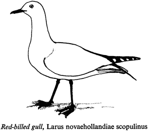 Red-billed gull, Larus novaehollandiae scopulinus