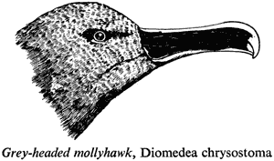 Grey-headed mollyhawk, Diomedea chrysostoma