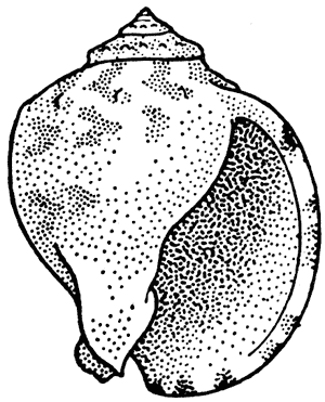 Helmet shell, Xenophalium pyrum