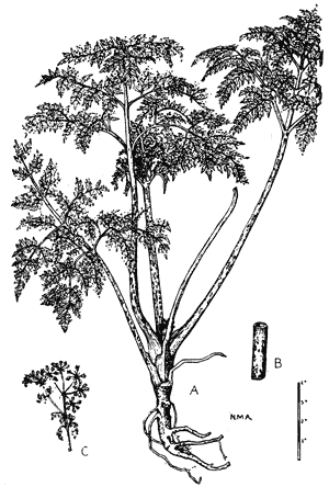 Hemlock, Conium maculatum, showing leaves and roots (A), stalk (B) and flowers (C)