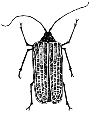 Huhu beetle, Prionoplus reticularis