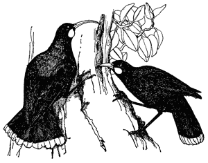Huia, Heterolocha acutirostris; a female, with her long curved beak, is on the left
