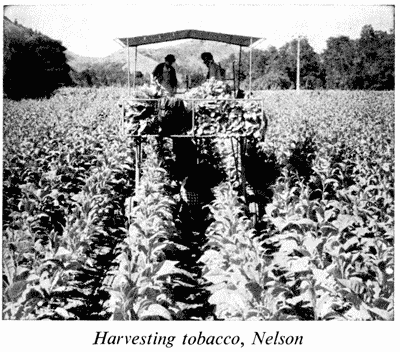 Harvesting tobacco, Nelson