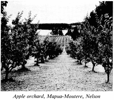 Apple orchard, Mapua-Moutere, Nelson