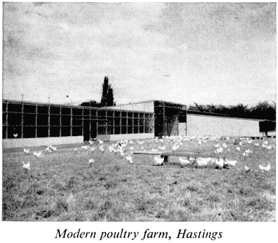 Modern poultry farm, Hastings