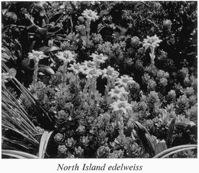 North Island edelweiss
