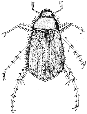 Grass grub or brown beetle, Costelytra zealandica