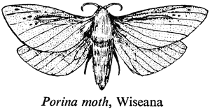 Porina moth, Wiseana