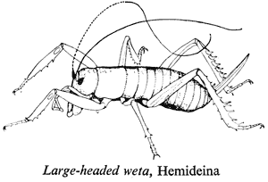 Large-headed weta, Hemideina