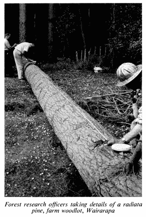 Forest research officers taking details of a radiat pine