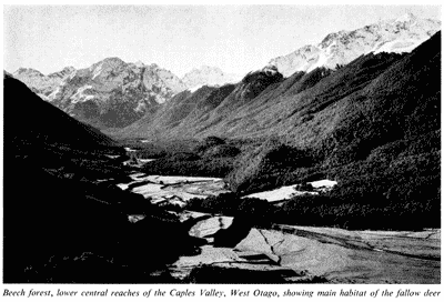 Beech forest, Caples Valley, West Otago