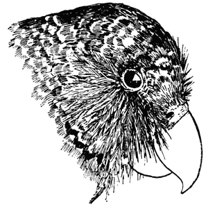The kakapo, Strigops habroptilus, has a powerful bill