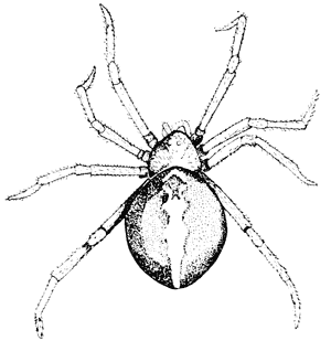 Katipo spider, Latrodectus katipo