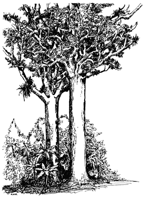 Kauri trees, Agathis australis