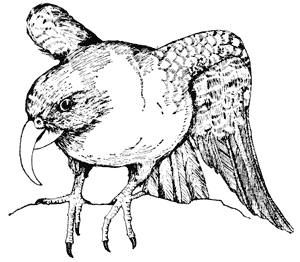 The cheeky kea, Nestor notabilis
