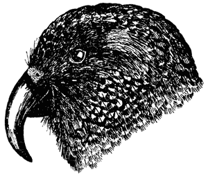 The long, curved beak of a male kea