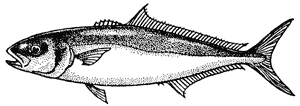 Kingfish, Seriola grandis