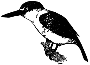 Kingfisher, Halcyon sancta vagans