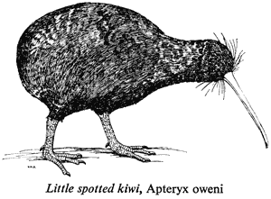 Little spotted kiwi, Apteryx oweni