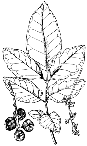 Kohekohe, Dysoxylum spectabile, leaves, flowers and seed pods