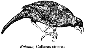 Kokako, Callaeas cinerea
