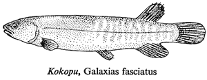Kokopu, Galaxias fasciatus