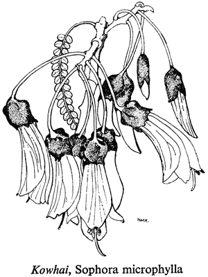 Kowhai, Sophora microphylla
