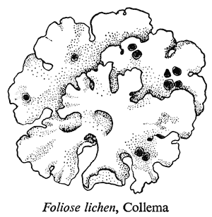 Foliose lichen, Collema
