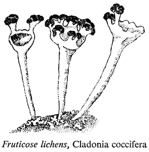Fruticose lichens, Cladonia coccifera