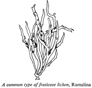 A common type of fruticose lichen, Ramalina