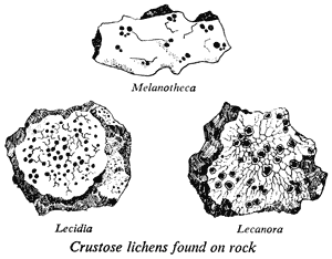 Crustose lichens found on rock